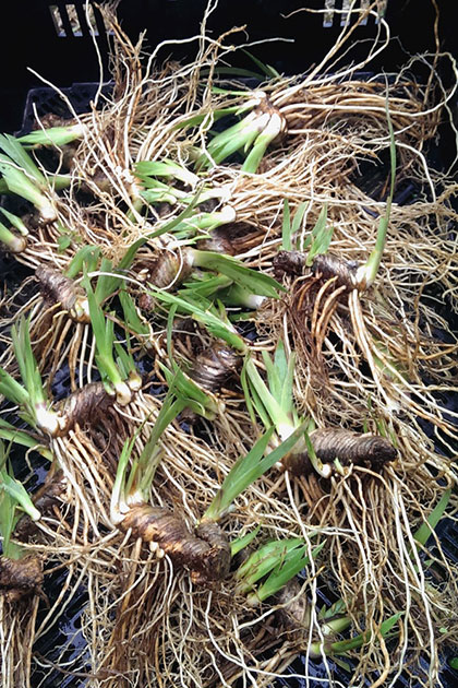 <i>Freshly dug iris, ready to ship</i>