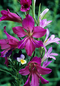 Gladiolus Byzantinus, 1629