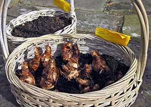 A Basket of Beersheeba Bulbs – www.OldHouseGardens.com