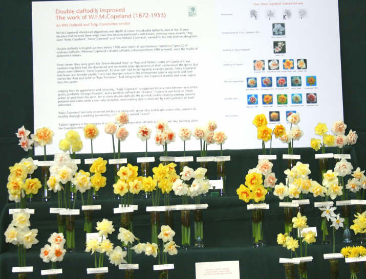 Copeland Heirloom Daffodil Doubles, RHS London