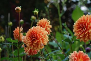 Old Gold Dahlia