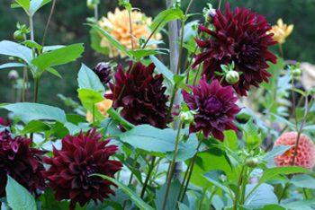 Prince Noir Dahlia