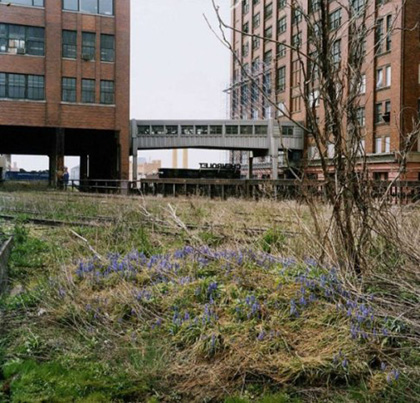 Southern Grape Hyacinths