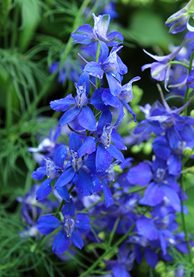 larkspur