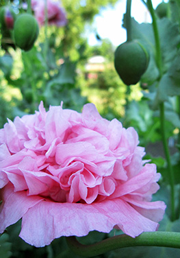 double breadseed poppy