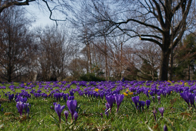 Missouri Botanical Garden