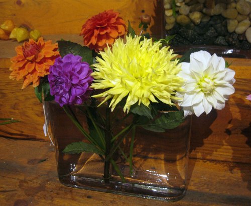 Blue-Ribbon Dahlias!