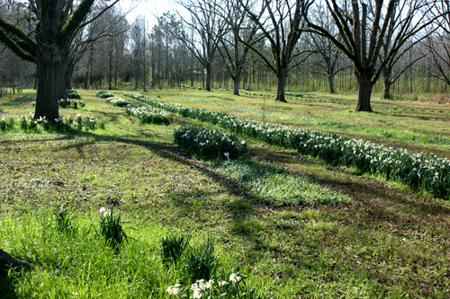 Al O’Brien daffodil field