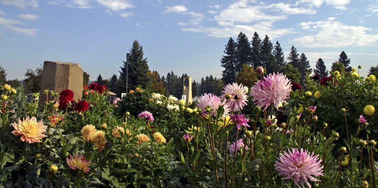 Dahlias at the VA in Spokane, WA