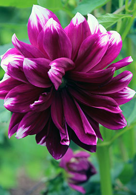 wacky ‘Deuil du Roi Albert’ dahlia