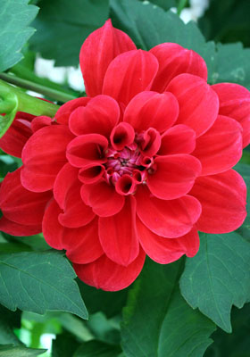 wacky ‘Nonette’ dahlia