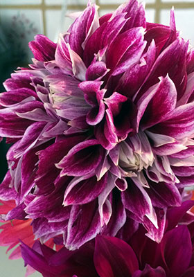 wacky ‘Sellwood Glory’ dahlia