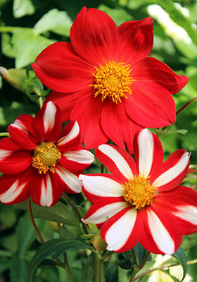 wacky ‘Union Jack’ dahlia