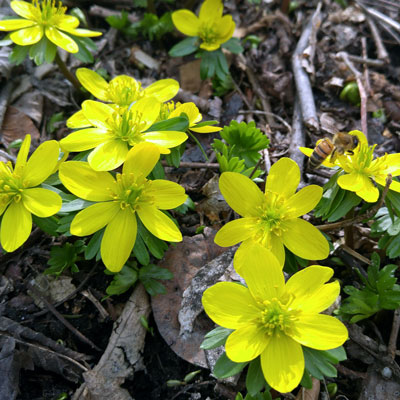 Buzzing about Pollinators: It’s National Pollinator Week! – www.OldHouseGardens.com