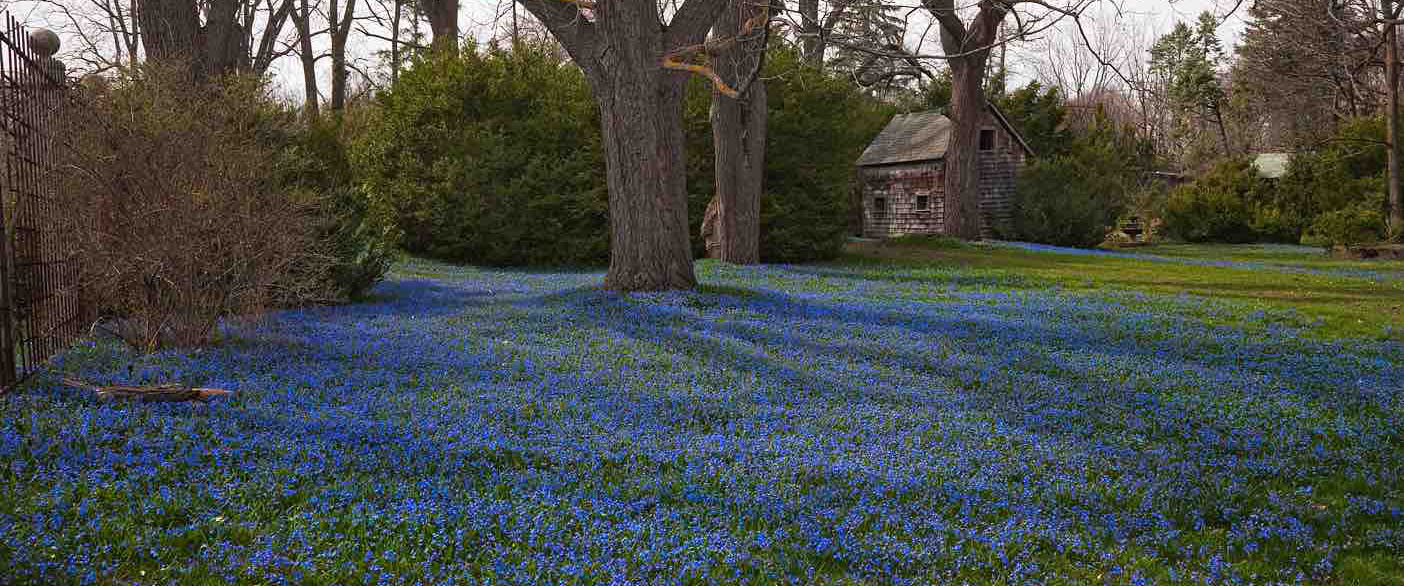 Perennializing vs. Naturalizing: What’s the Difference? – www.OldHouseGardens.com