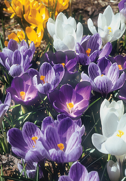 Crocus Tapestry sampler heirloom bulbs