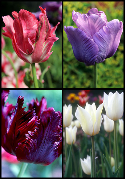 Springtime in Camelot sampler heirloom bulbs