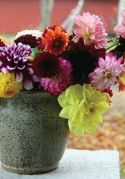 Dreamy Dahlias sampler heirloom bulbs