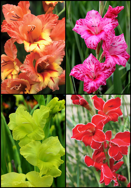 Pint-Sized Glads sampler heirloom bulbs