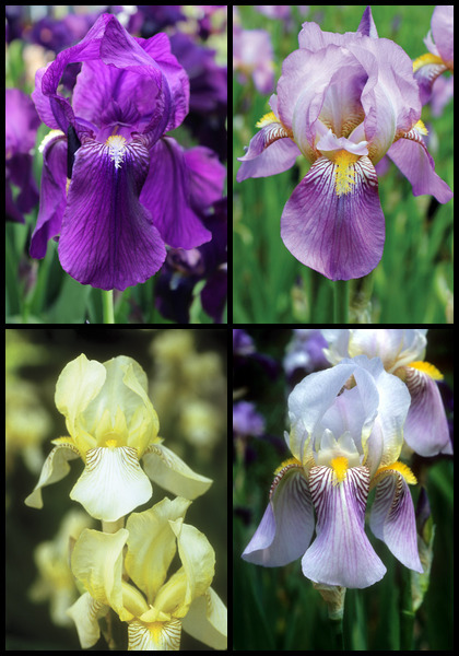 Immortal Iris sampler heirloom bulbs