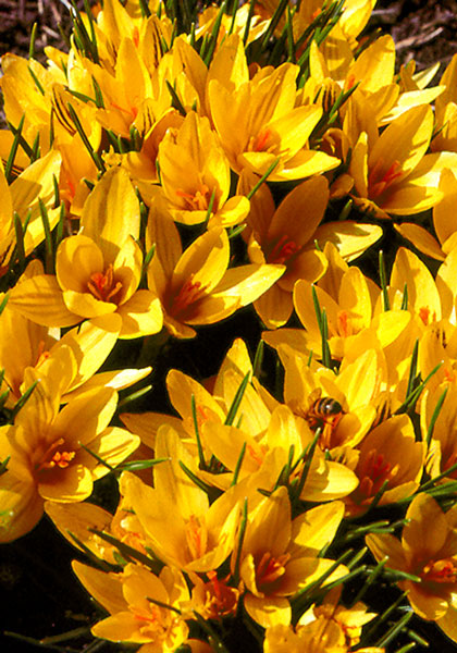 Cloth of Gold crocus heirloom bulbs