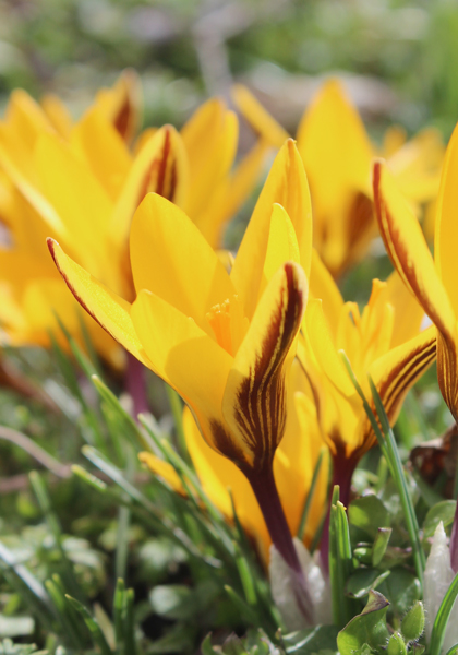 Cloth of Gold crocus heirloom bulbs