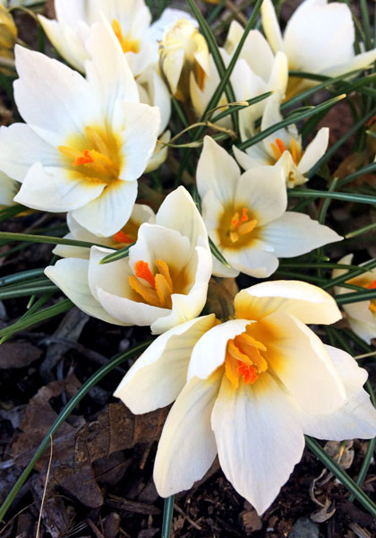 Snowbunting crocus heirloom bulbs