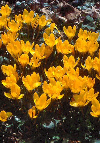 Mammoth Yellow crocus heirloom bulbs