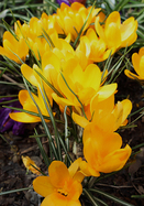 Mammoth Yellow crocus heirloom bulbs