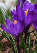 Paulus Potter Heirloom Crocus Flower