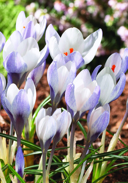 Weldenii Fairy crocus heirloom bulbs