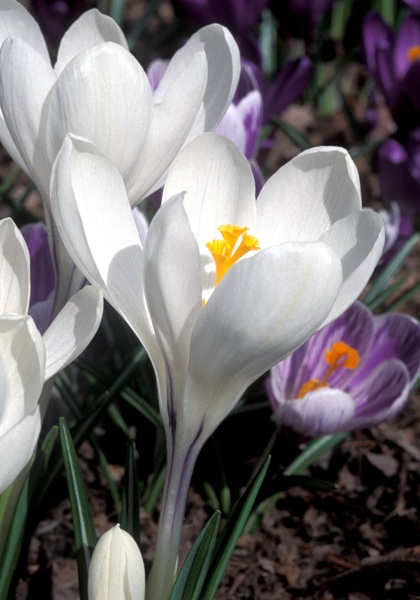 Jeanne d’Arc crocus heirloom bulbs