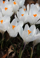 Jeanne d’Arc crocus heirloom bulbs