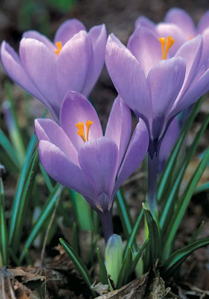 Little Dorritt crocus heirloom bulbs