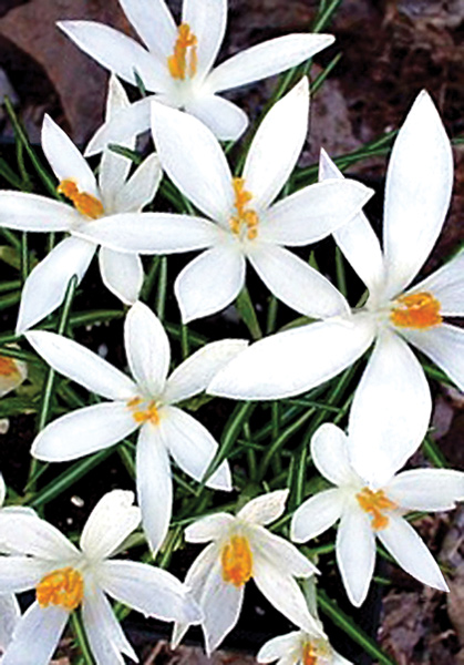 Albus crocus heirloom bulbs