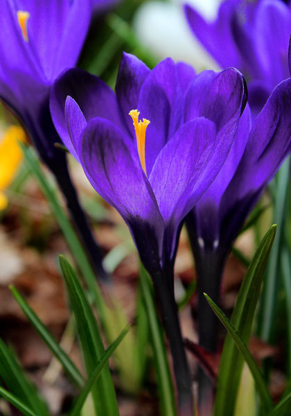 Flower Record crocus heirloom bulbs