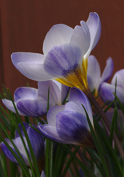 Blue Pearl crocus heirloom bulbs