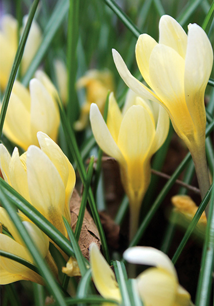 Cream Beauty crocus heirloom bulbs