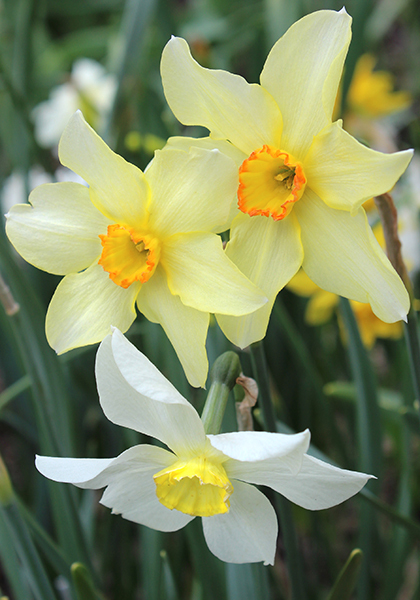 Conspicuus daffodil heirloom bulbs