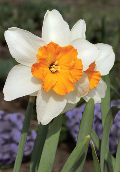 Dick Wellband daffodil heirloom bulbs