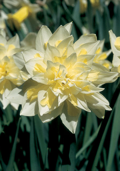 Irene Copeland daffodil heirloom bulbs