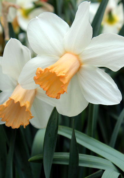 Mrs. Backhouse daffodil heirloom bulbs