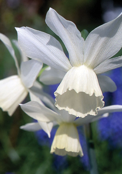 Thalia daffodil heirloom bulbs