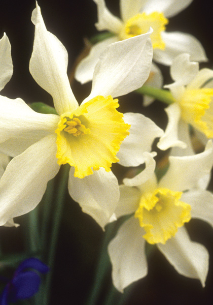 Mrs. Langtry daffodil heirloom bulbs