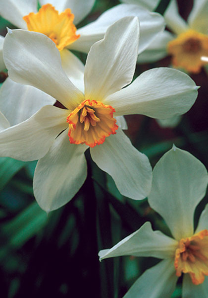 Seagull daffodil heirloom bulbs