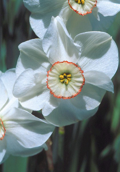 Dreamlight daffodil heirloom bulbs