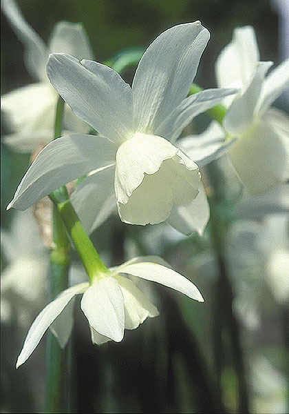 Shot Silk daffodil heirloom bulbs