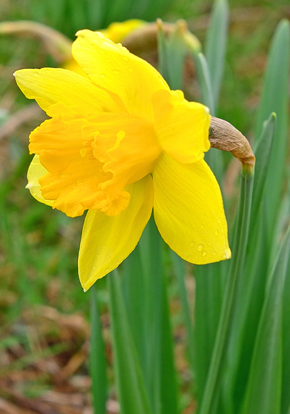 Aerolite daffodil heirloom bulbs