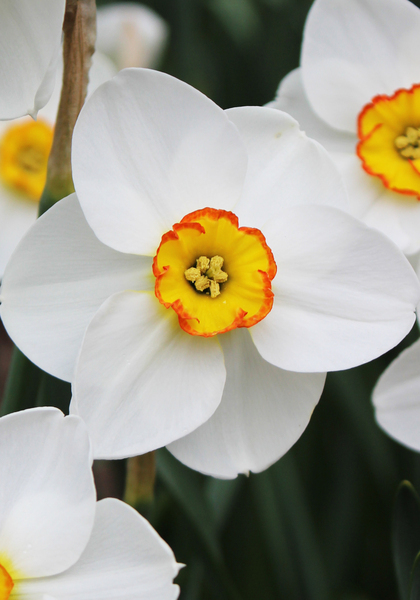 Merlin daffodil heirloom bulbs