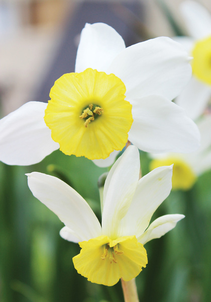 Dawn daffodil heirloom bulbs